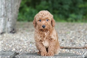 Coke - Goldendoodle, Mini for sale