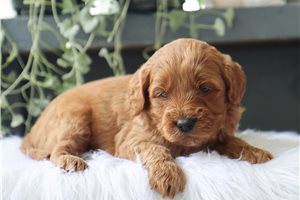 Coco - Goldendoodle, Mini for sale