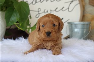 Eliana - puppy for sale