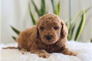 Johnny - Mini Goldendoodle for sale