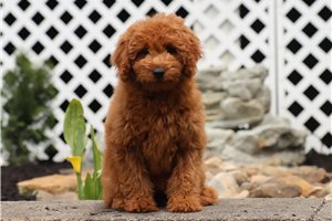 Jillian - Goldendoodle, Mini for sale