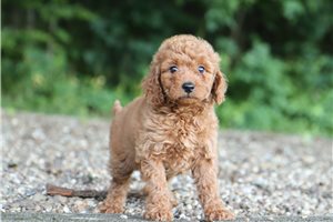 Cowgirl - Goldendoodle, Mini for sale