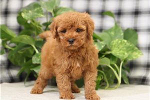 Josie - Mini Goldendoodle for sale