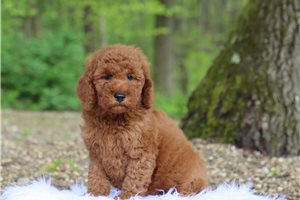 Jason - Mini Goldendoodle for sale
