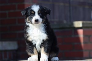 Cleo - Miniature American Shepherd for sale