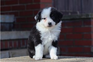 Clover - Miniature American Shepherd for sale