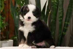 Cricket - puppy for sale