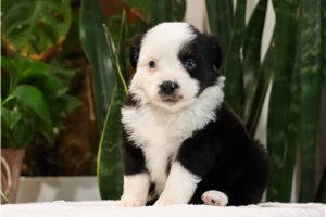 Chaz - Miniature American Shepherd for sale