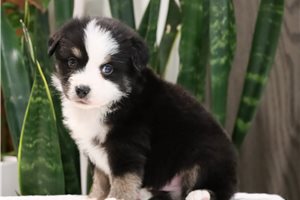 Carter - puppy for sale