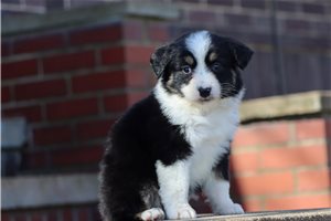 Collette - Miniature American Shepherd for sale
