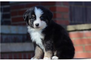 Carter - Miniature American Shepherd for sale