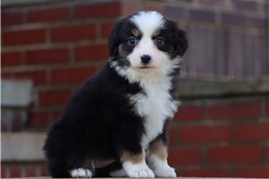 Cricket - Miniature American Shepherd for sale