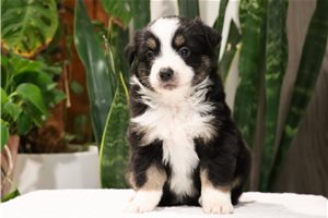 Cleo - puppy for sale