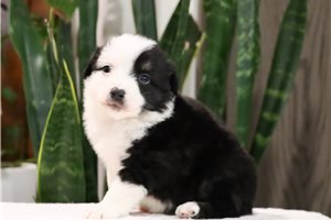 Clover - puppy for sale