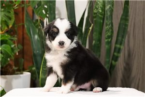 Clayton - puppy for sale