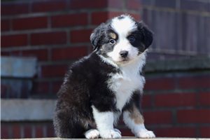 Clayton - Miniature American Shepherd for sale