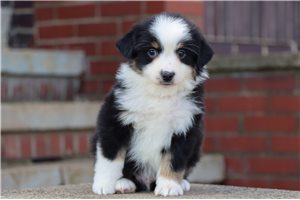 Colton - Miniature American Shepherd for sale