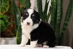 Collette - puppy for sale