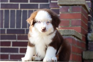 Apache - Miniature Australian Shepherd for sale