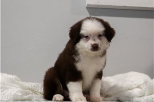 Apache - Miniature Australian Shepherd for sale