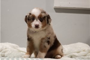 Arch - Miniature Australian Shepherd for sale
