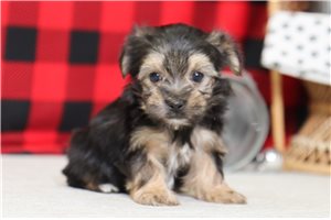 Franklin - Morkie / Yorktese for sale