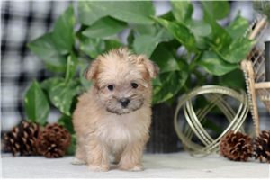 Felicity - Morkie / Yorktese for sale