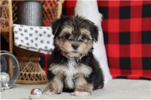 Michael - Morkie / Yorktese for sale