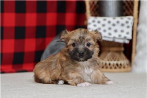 Faye - Morkie / Yorktese for sale