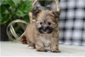 Forrest - Morkie / Yorktese for sale