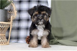 Matthew - Morkie / Yorktese for sale