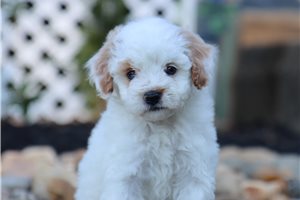 Omar - Miniature Poodle for sale