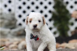 Omar - Miniature Poodle for sale