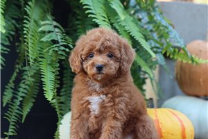 Tango - puppy for sale