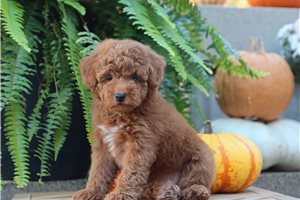 Tiberius - Miniature Poodle for sale