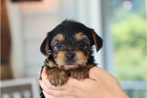Coco - Yorkshire Terrier - Yorkie for sale