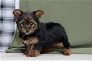 Francisco - Yorkshire Terrier - Yorkie for sale