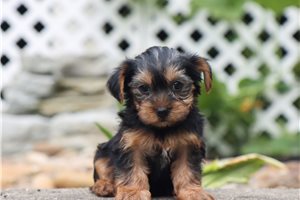 Cynthia - Yorkshire Terrier - Yorkie for sale