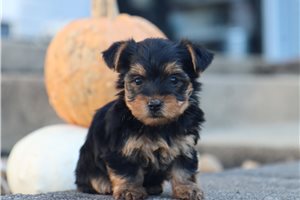 Ombre - Yorkie for sale