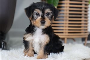 Grant - Yorkshire Terrier - Yorkie for sale