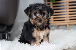 Griffin - puppy for sale