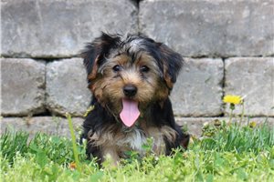 Gavin - Yorkshire Terrier - Yorkie for sale