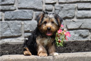 Gavin - Yorkshire Terrier - Yorkie for sale