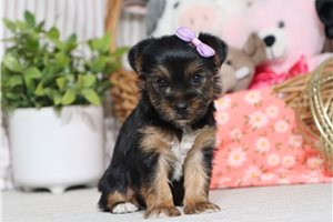 Giselle - Yorkshire Terrier - Yorkie for sale