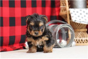 Camilla - Yorkshire Terrier - Yorkie for sale