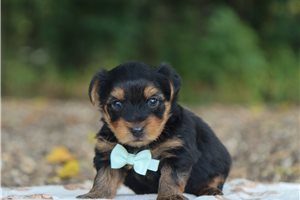 Omega - puppy for sale