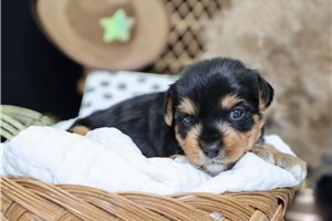 Grant - puppy for sale
