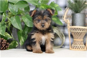 Finley - Yorkshire Terrier - Yorkie for sale