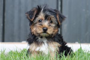 Gavin - Yorkshire Terrier - Yorkie for sale
