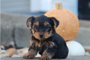 Omega - Yorkie for sale